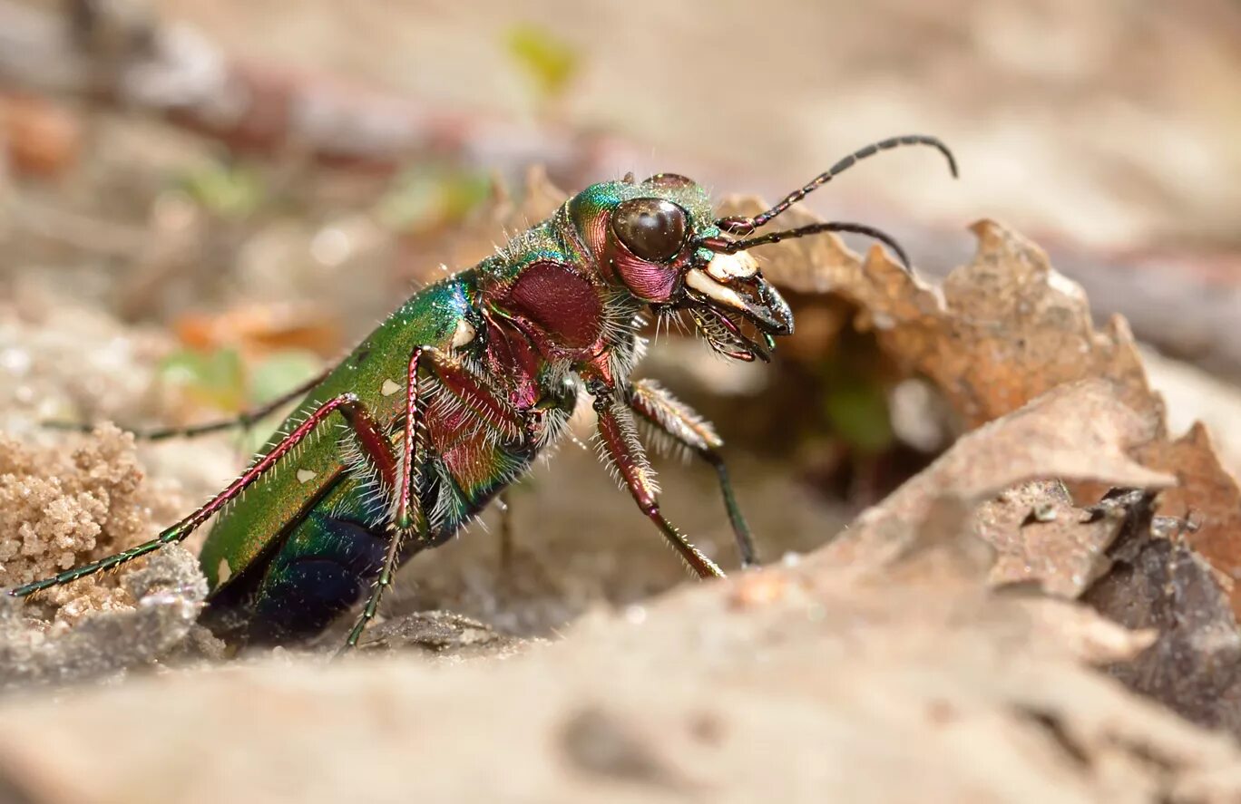 Жук скакун полевой. Жук скакун полевой зеленый. Cicindela Campestris. Скакун германский Жук.