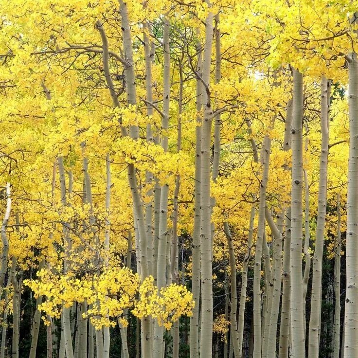 Pin by Vickie DeMallie on Fall Natural park, Fall foliage, Nature