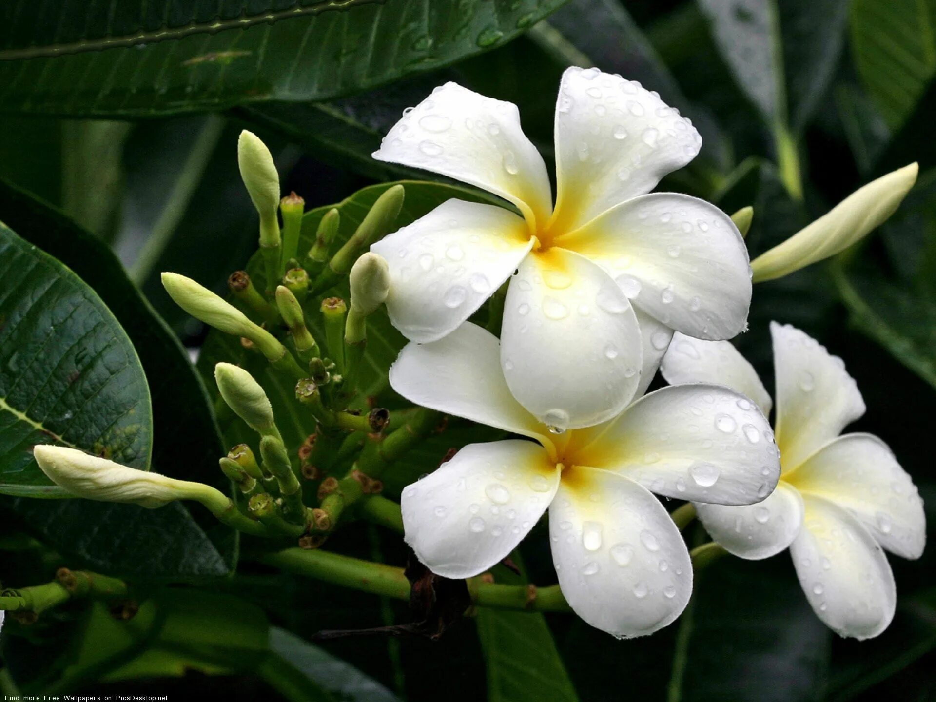 Франжипани жасмин. Канна (пушница). Жасмин плюмерия. Цветок си. Цветы рондодремы.