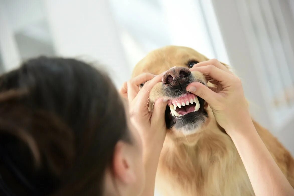 Ультразвуковая чистка зубов собаке. Как открыть рот собаке