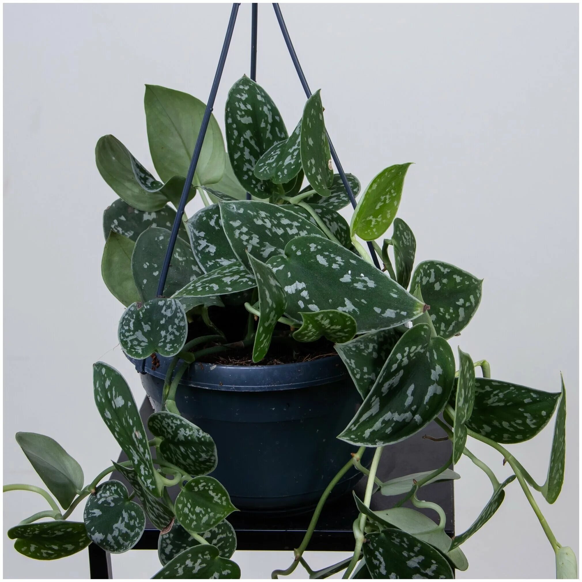 сциндапсус расписной пиктус. сциндапсус аргиреус. сциндапсус pictus argyraeus. сциндапсус бразилия. сциндапсус pictus argyraeus.