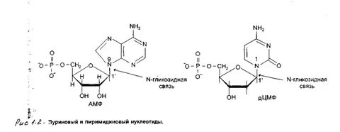 Пуриновые и пиримидиновые основания нуклеозиды нуклеотиды