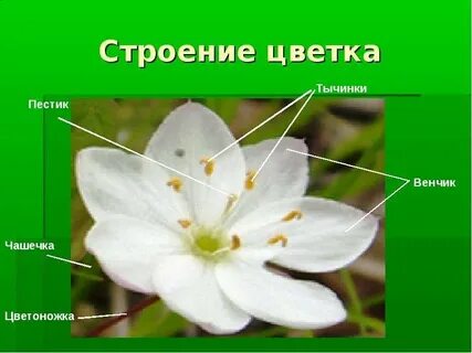 Венчик тычинки