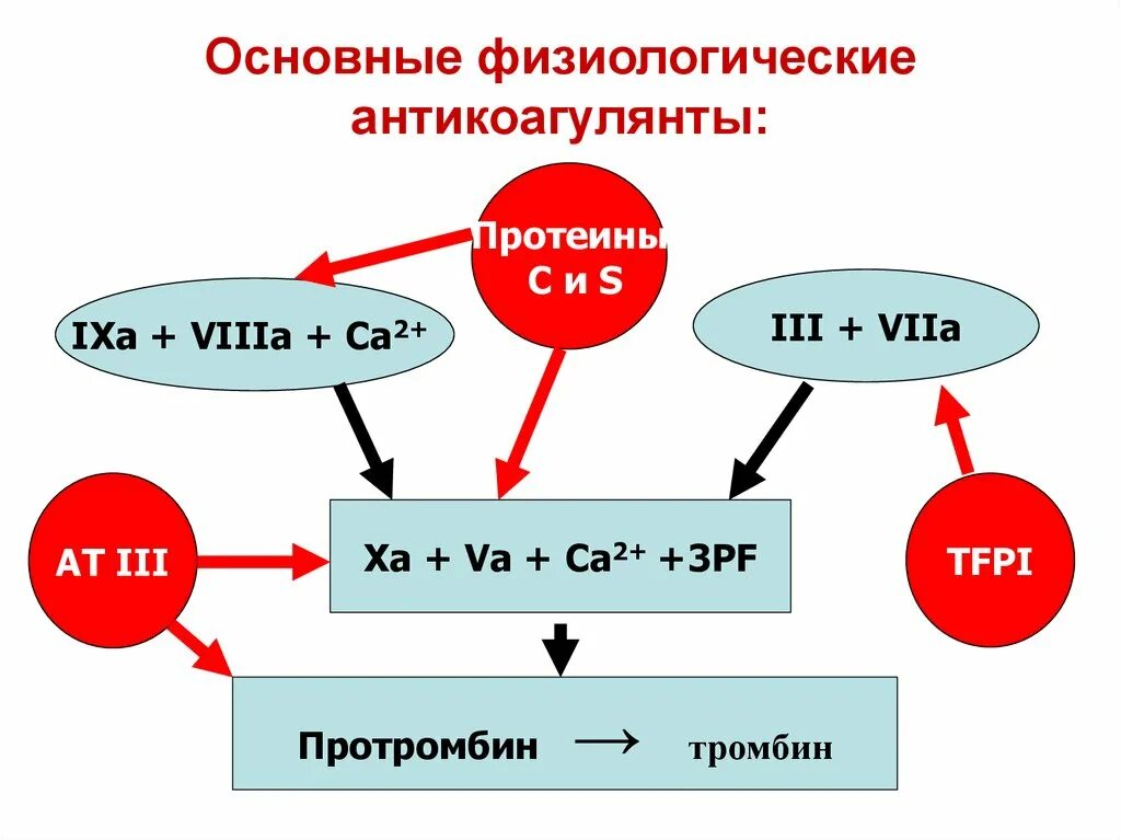 Основные Естественные антикоагулянты. Антикоагулянт физиология крови. На схеме основные физиологические антикоагулянты. Естественные антикоагулянты физиология. Естественные антикоагулянты