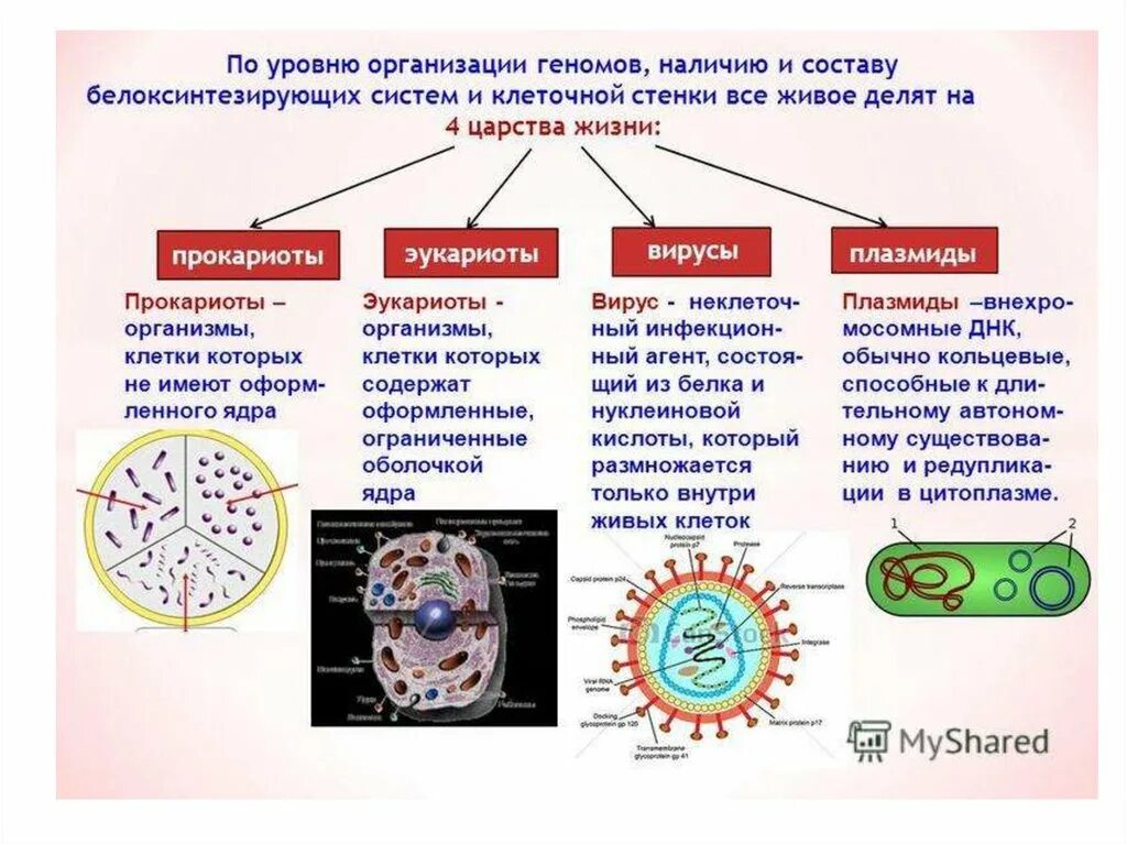 Прокариоты вирусы бактерии