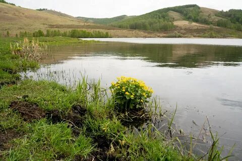 Сибирский уголок