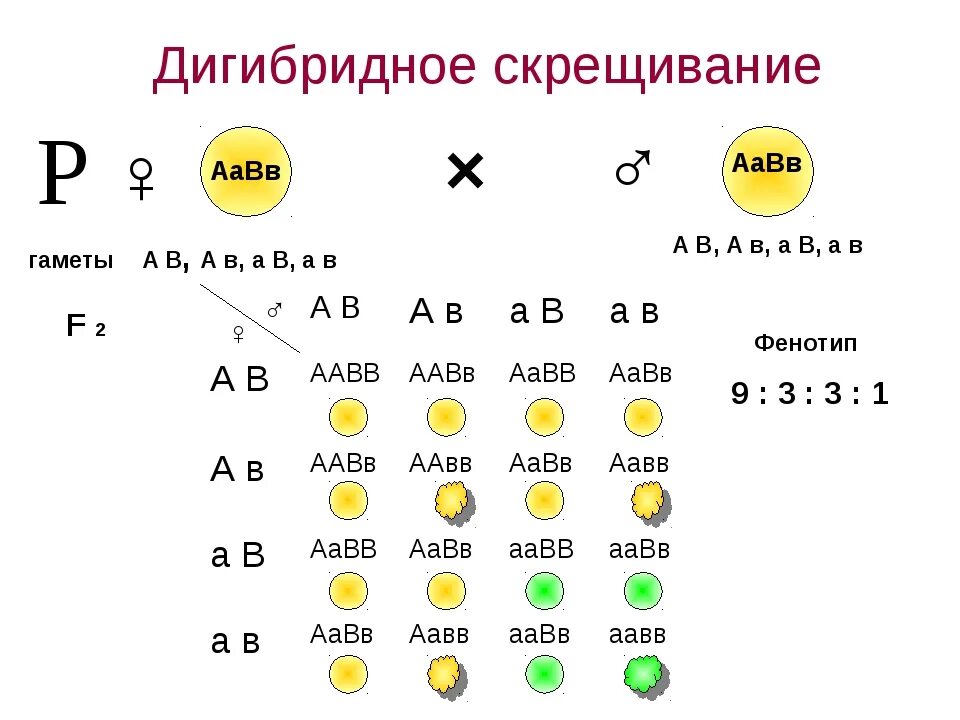 При дигибридном скрещивании происходит расщепление. Дигибридное скрещивание это скрещивание. Дигибридное скрещивание 1:1:1:1. Дигибридное дигетерозиготное скрещивание. Расщеплении по генотипу и фенотипа в f2 в дигибридное скрещивании.