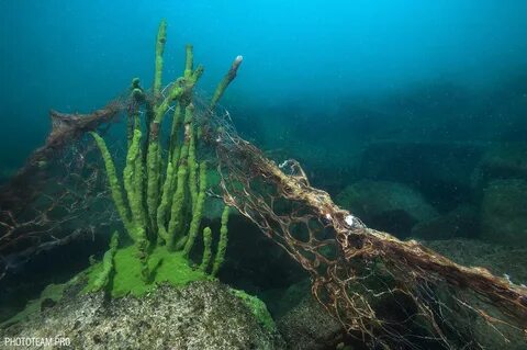 Какие водоросли не растут на большой глубине