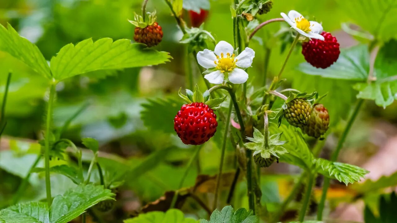 земляника лесная кустик. ягодка поспела. красная лесная ягода. лф-лесные ягоды. ягоды пермского края.