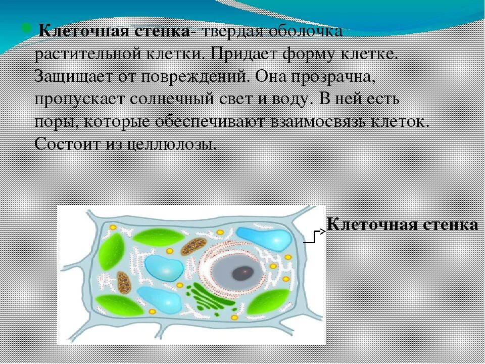 Назовите клетку е