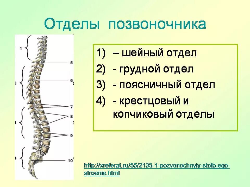 Отделы позвоночника у простейших. Строение позвоночника. Позвонки крестцового отдела. Скелет пояснично-крестцового отдела позвоночника человека. Пояснично-крестцовый отдел позвоночника строение.