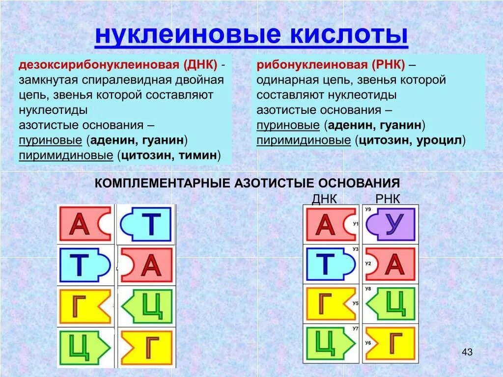 Буквы нуклеотидов. Комплементарность нуклеотидов РНК. Комплементарность нуклеотидов ДНК И РНК. Комплементарность Адени. Комплементарные азотистые основания в РНК.