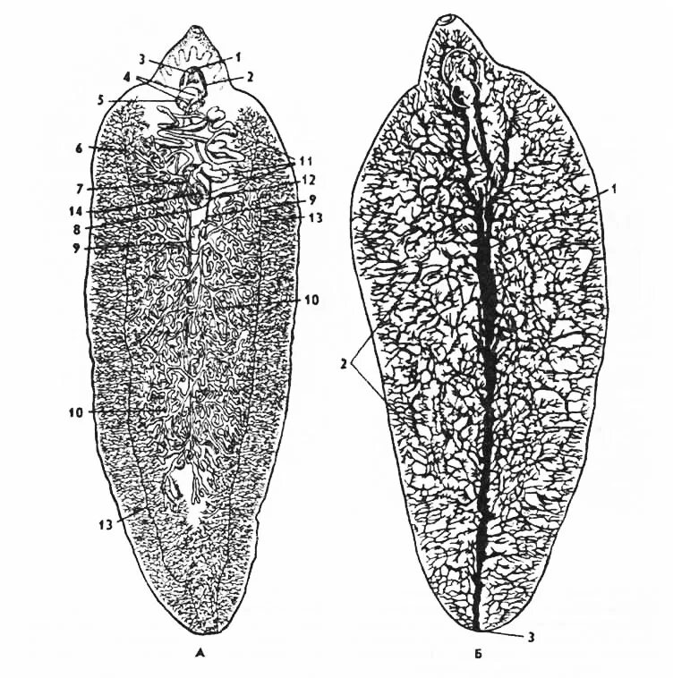 Печеночный сосальщик строение. Пищеварительная система печеночного сосальщика. Пищеварительная система печеночной двуустки. Печеночный сосальщик (Fasciola hepatica). Выделение сосальщиков