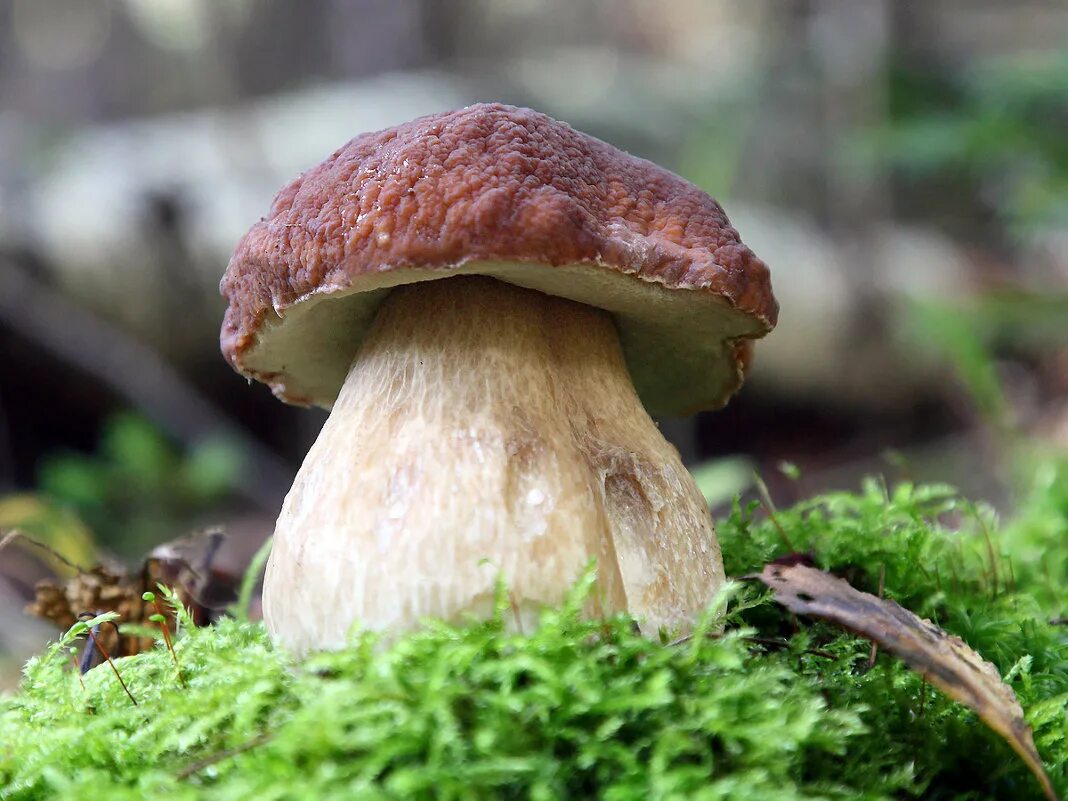 белый гриб. совсем белый гриб. правский груздь. гриб белый груздь. гриб белый груздь.