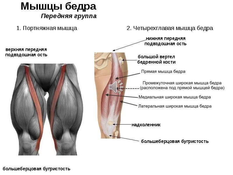 Четырехглавая мышца квадрицепс. Четыре мышца бедра. Четырехглавая бедра функция. Четыре мышца бедра. Черыех лавая мышца бедра.