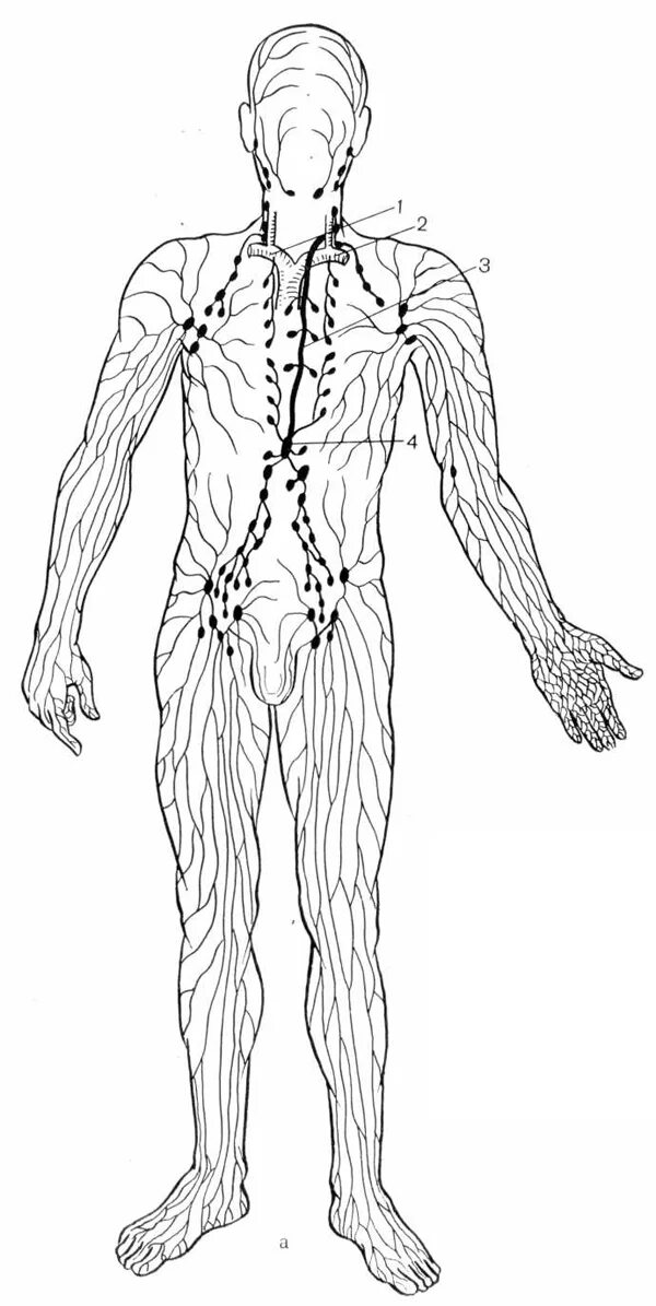 Рисунок лимфатической системы