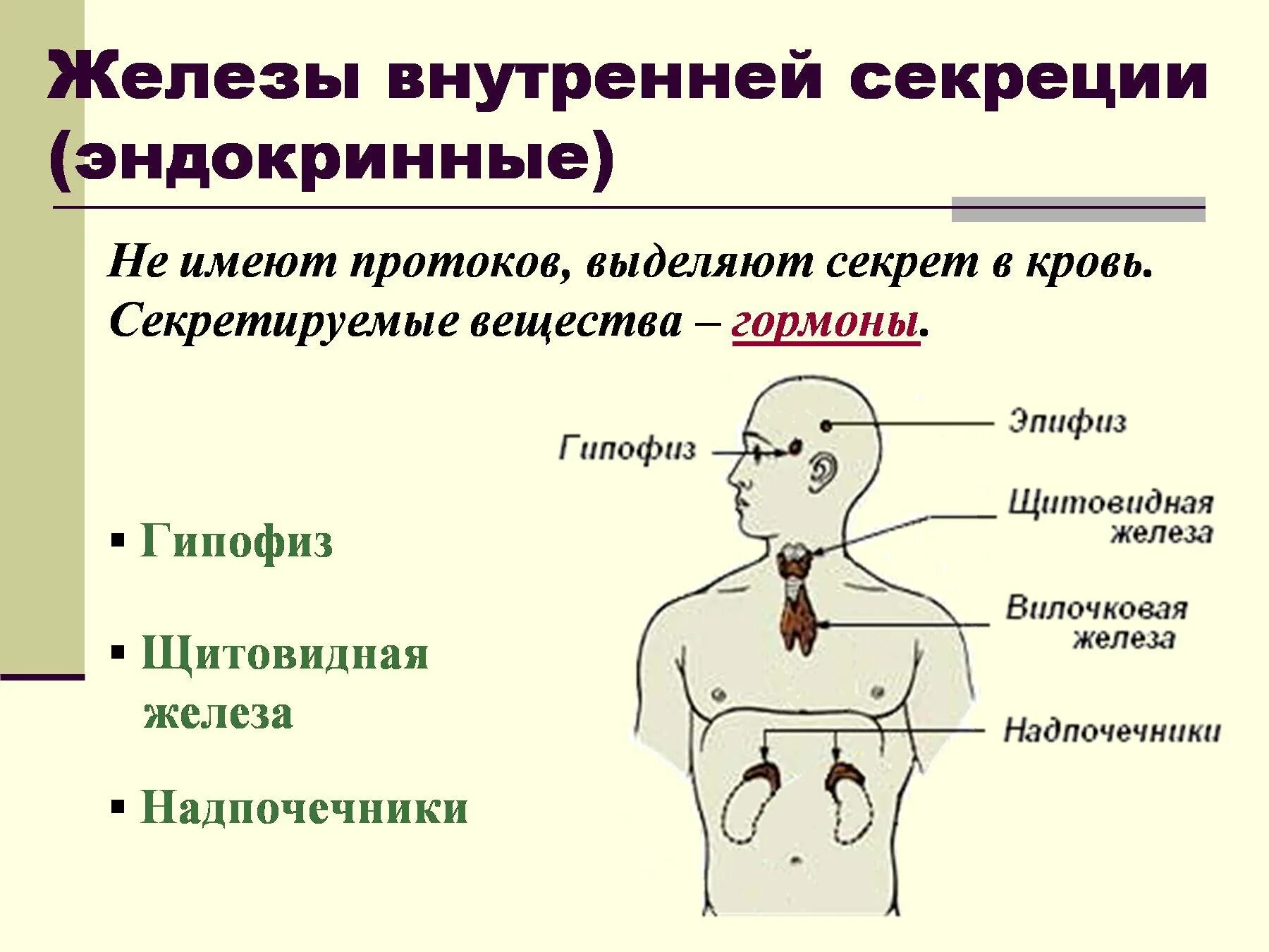 Железы и т д. Система желез внешней секреции. Гормоны желёз внешней секреции. Перечислите функции желез внутренней секреции.. Железы внешней секреции выделяют гормоны.