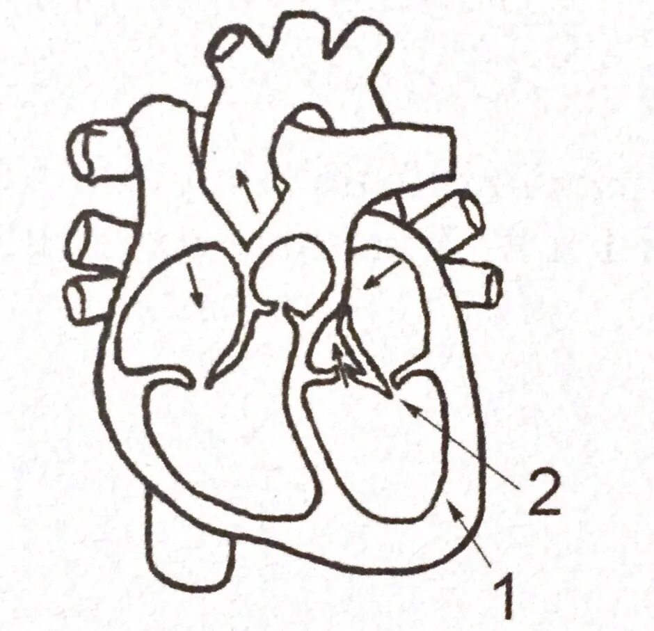Обозначьте рисунок строение сердца. Строение сердца анатомия без подписей. Строение сердца человека рисунок. Сердце ЕГЭ биология. Схематическое строение сердца человека.