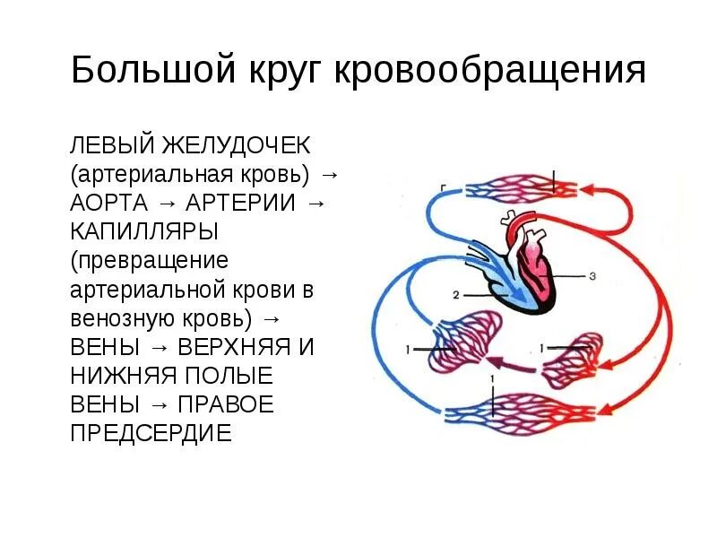 Венозная кровь наблюдается в. Схема последовательность малого круга кровообращения. Логическая схема сосуды малого круга кровообращения. Круги кровообращения сосуды большого круга. Схема большого круга кровообращения у человека.