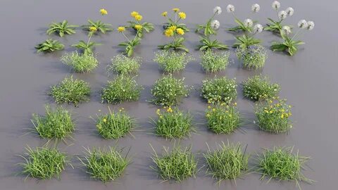 Plants plus