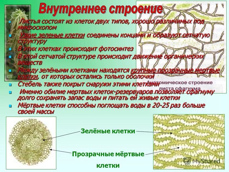 Процесс деления клетки. Несколько клеток образовывают. Несколько клеток образовывают. Митоз непрямое деление клетки. Клетки косьевой ткаени.