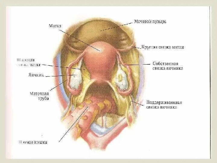 Какие связки матки. Связки матки анатомия. Связочный аппарат матки анатомия. Подвешивающие связки матки. 1. Связочный аппарат матки и придатков матки..