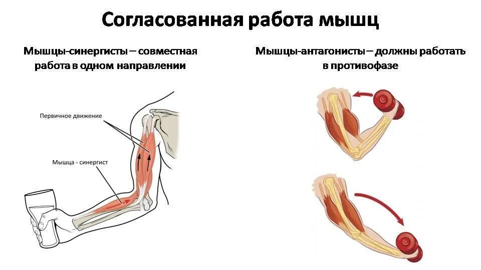 Понятие синергисты и антагонисты. Мышцы антагонисты примеры. Мышцы агонисты антагонисты синергисты таблица. Понятие синергисты и антагонисты. Мышцы агонисты и синергисты.