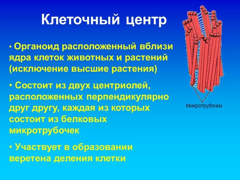 Одна из функций клеточного центра