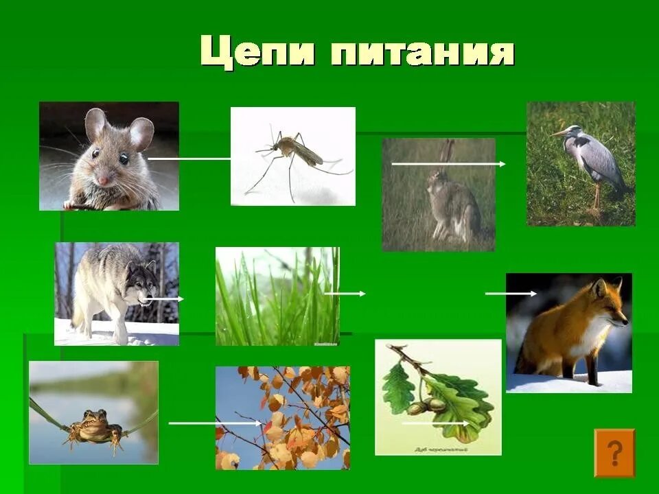 3 цепи животных. Окруж мир 3 а класс цепь питание. цепи питания животных. цепи питания 3 класс окружающий мир. цепочка питания животных.