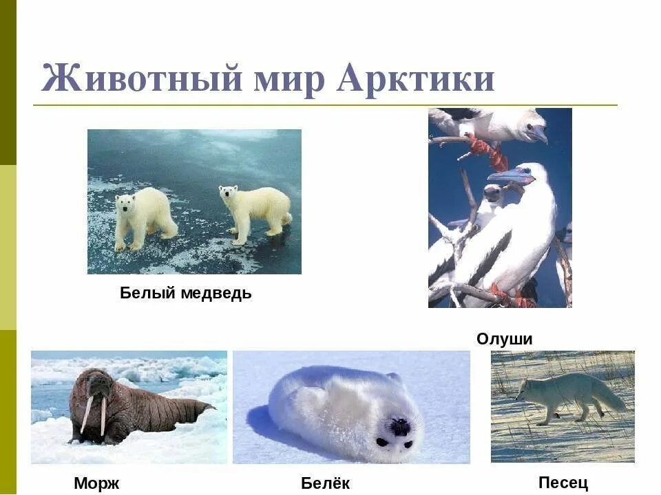 Определите животных арктических пустынь. Животный мир Арктики. Животные обитающие в Арктике. Звери и птицы Арктики. Обитатели Арктики и Антарктики.