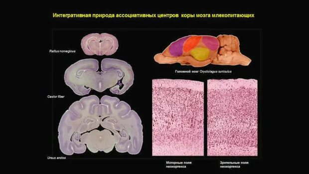 Центр управления мозгом
