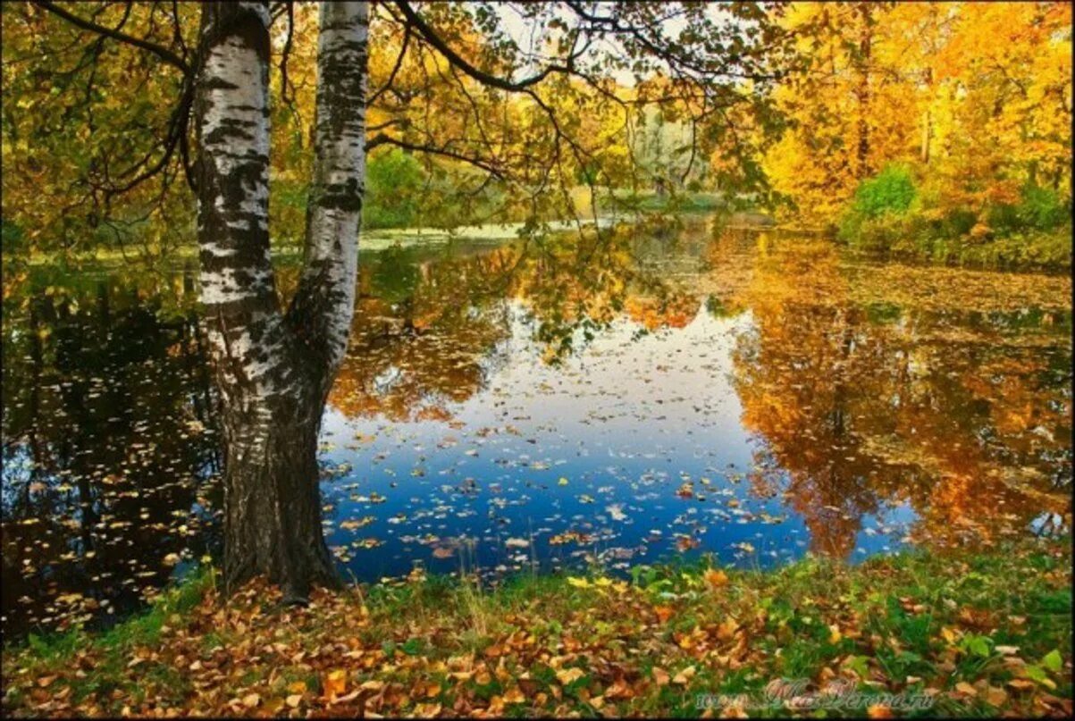 Осенние звуки природы. Осенняя пора. Осеннее очарование. Осень Золотая пора. Золотая осень вода.