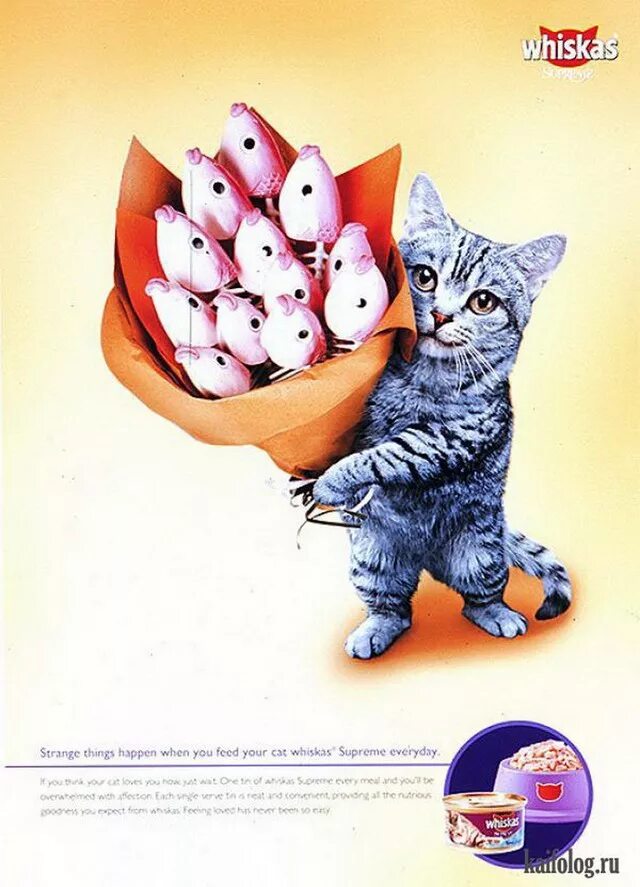 Коты картинки пожелания