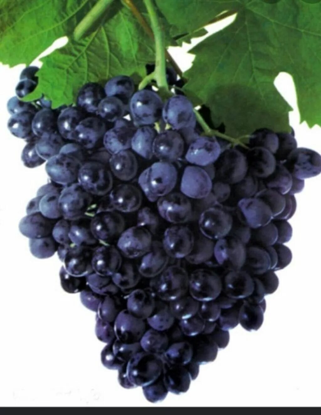 Grape 1