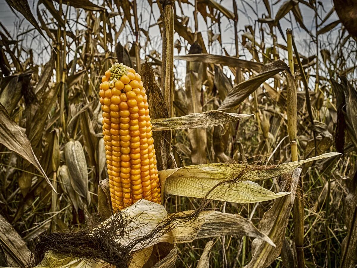 Фото кукурузы. Ферма кукурузы. Поле кукурузово. Кукуруза чульпе. Кукуруза поле початки.