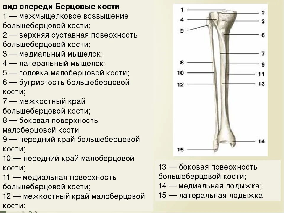 Дистальный отдел малоберцовой кости. Головка большеберцовой кости анатомия. Проксимальный эпифиз большеберцовой кости анатомия. Берцовые кости нижних конечностей. Запястье голень и позвоночник