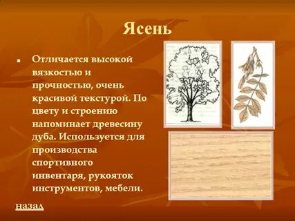 Ясень отличия