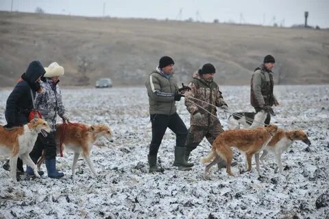Охота на лисицу слушать