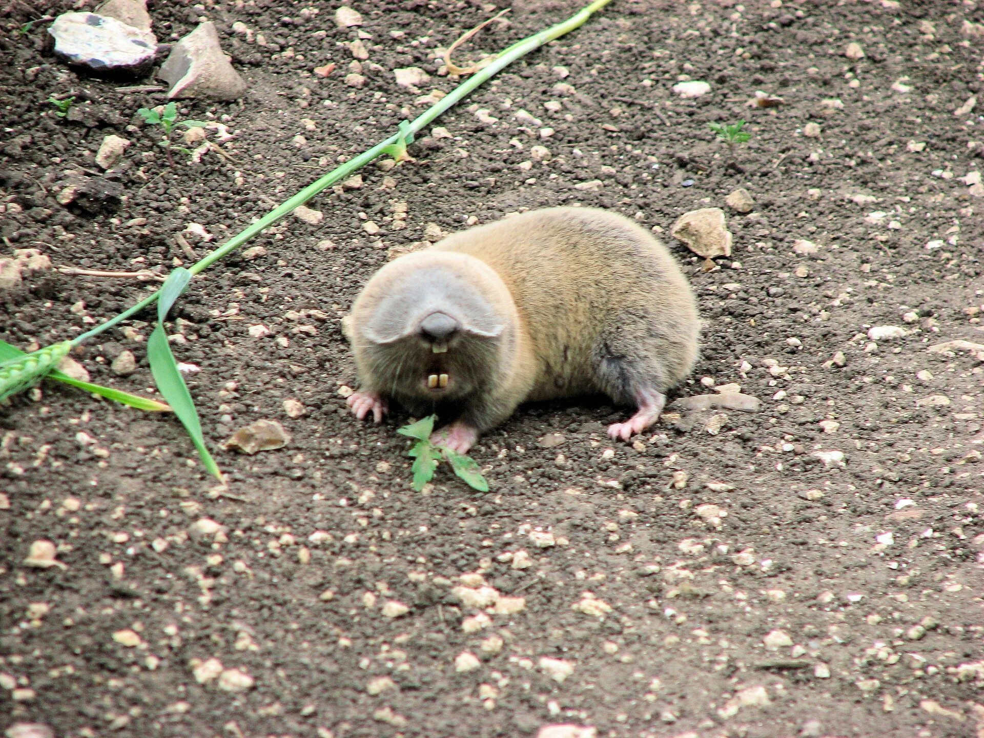Крот слепыш обыкновенный. Степной слепыш. Какие животные слепые. Крот слепыш обыкновенный. Обыкновенный слепыш рот.