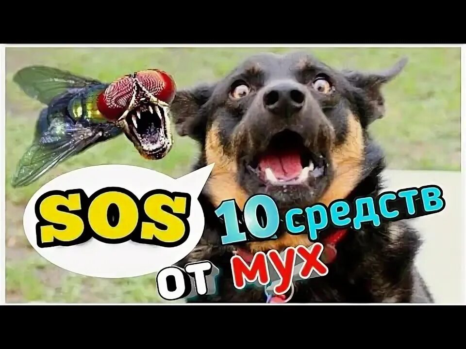 Собаку грызут мухи. Собаку грызут мухи. Собаку покусали осы. Спрей от мух для собак. Собаку грызут мухи.