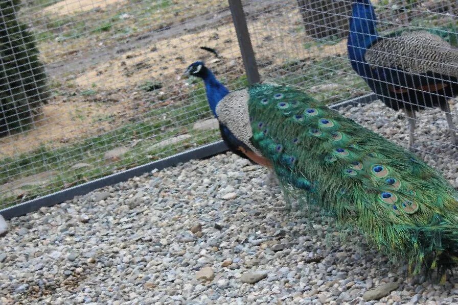Домик для павлинов. Спаривание павлинов. Домик для павлинов. Вольер для павлинов. Павлины в частном доме.