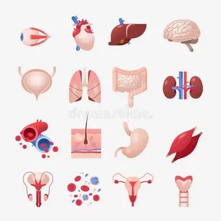 Кисть печень и сердце на теле человека