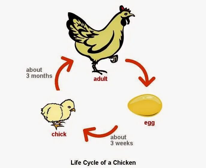 Life Cycle of курицы. Which came first the Chicken or the Egg. Who came first Chicken or Egg. Цикл развития курицы.