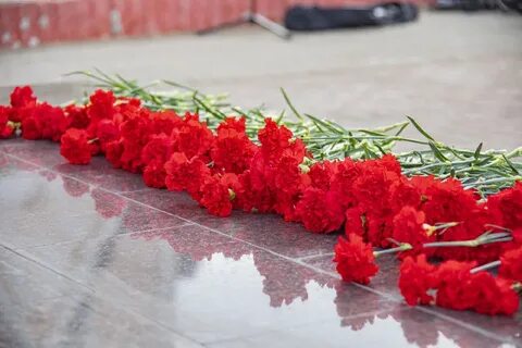 5 красных гвоздик