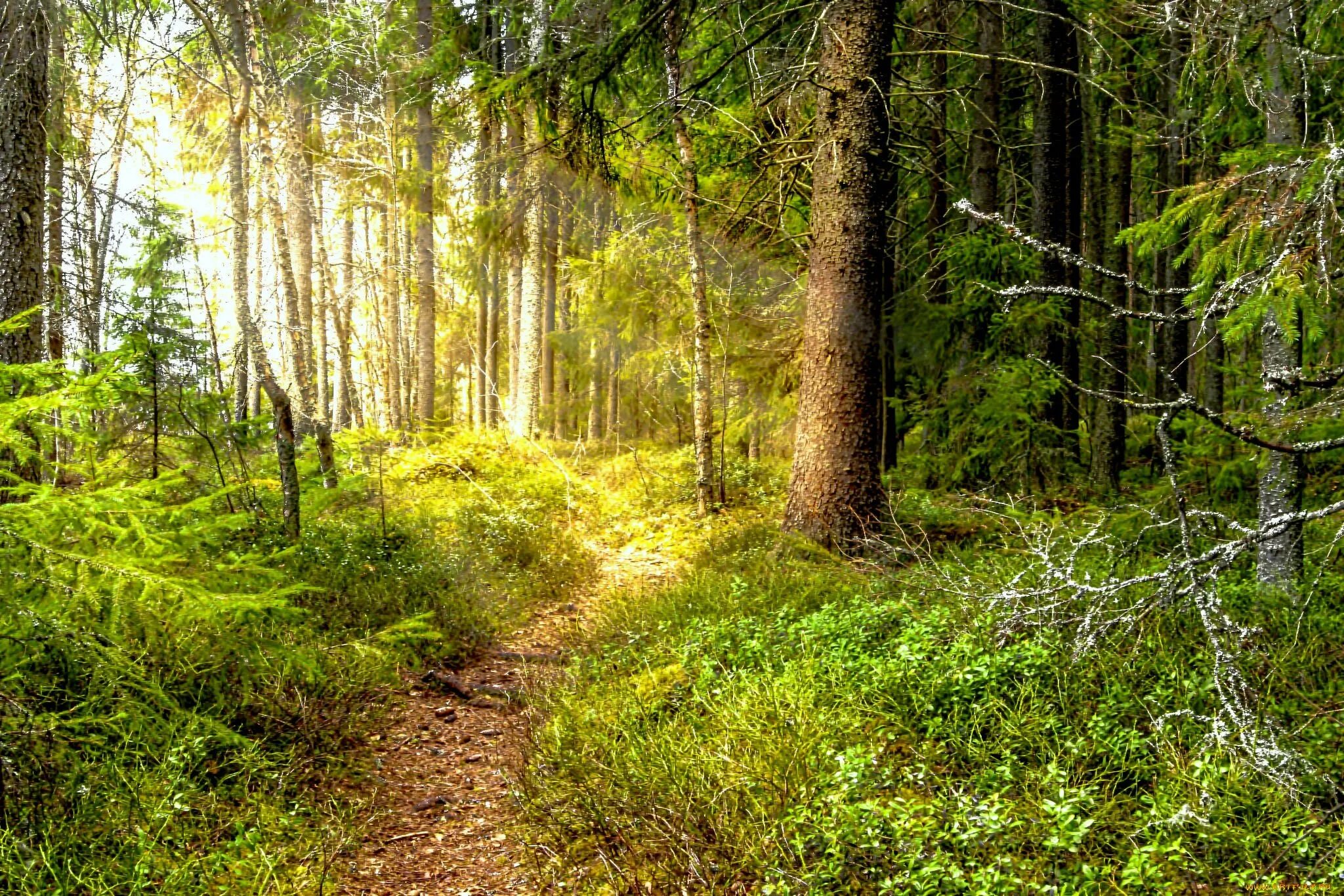 редкий лес. белоруссия минск лесная. великий лес белоруссия. белорусские леса. белоруссия природа на лесу.