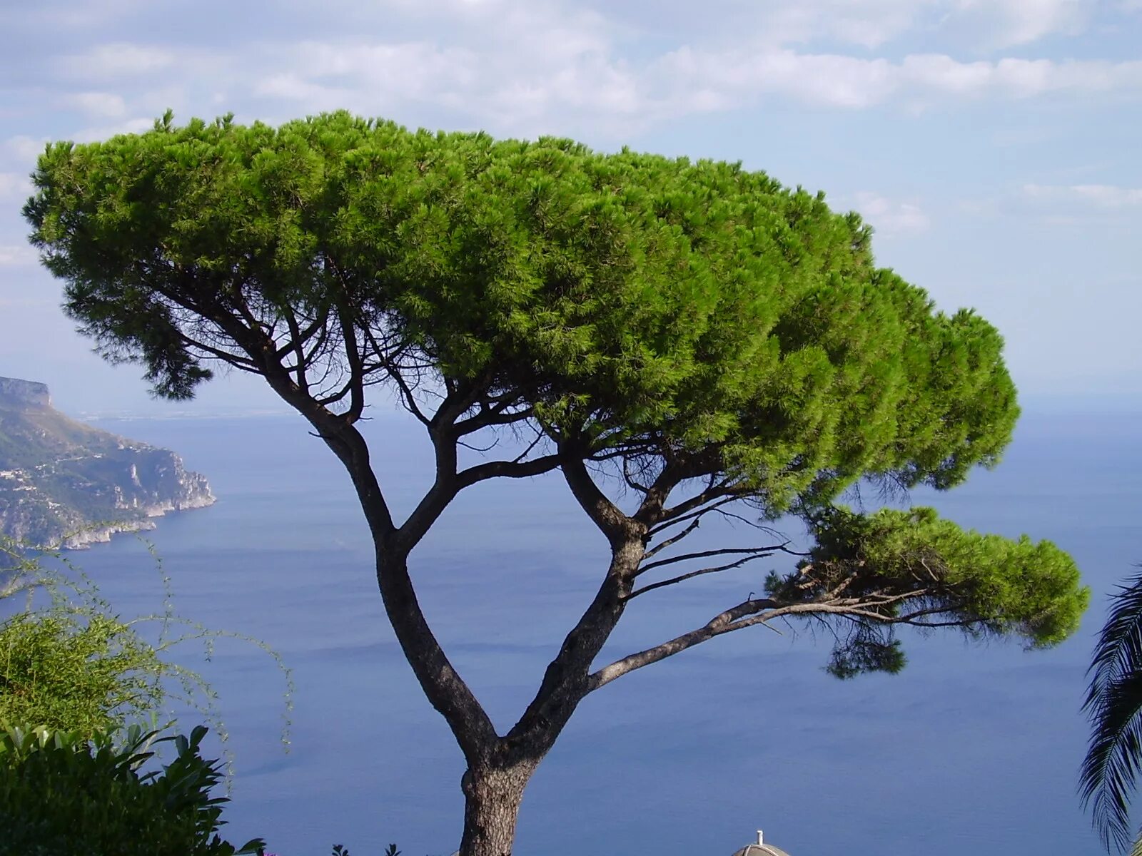 Пиния дерево фото Stone Pine Tree -- This tree and Italian (or Mediterranean) Cypress Trees are my