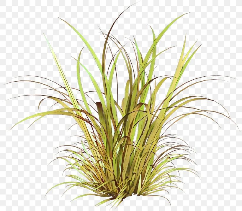 Grass plant. Цимбопогон Лемонграсс. Осока травинка. Лемонграсс комнатное растение. Трава на прозрачном фоне.