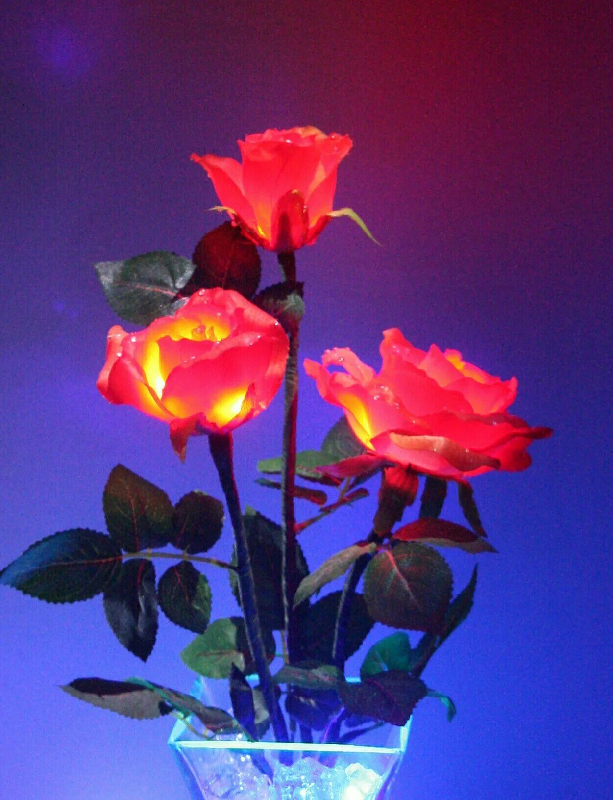 Светящиеся букеты фото. Светящиеся цветы. Живые цветы. Светящиеся розы. Люминесцентные цветы.