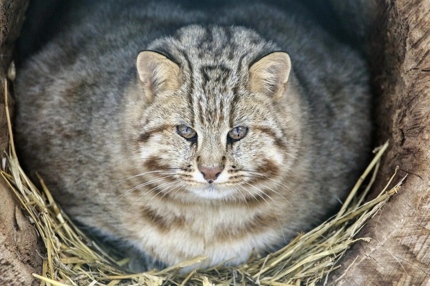 Купить лесного котенка. Кот дикий Лесной камышовый Амурский. Дальневосточный Амурский Лесной кот. Амурский камышовый кот. Сибирский камышовый кот.