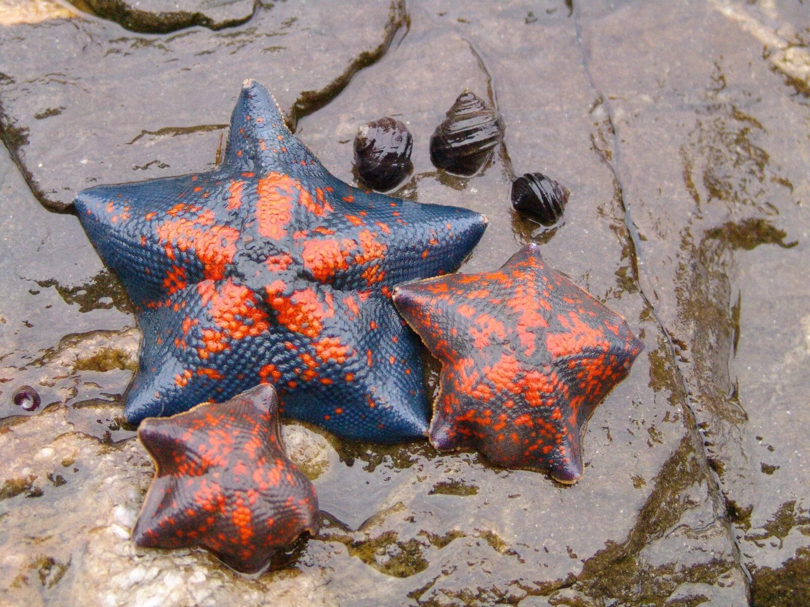 Амурская морская звезда (Asterias amurensis). Патирия гребешковая. Звезда морская patiria pectinifera. Дальневосточный морской заповедник звезда. Морская звезда ростов